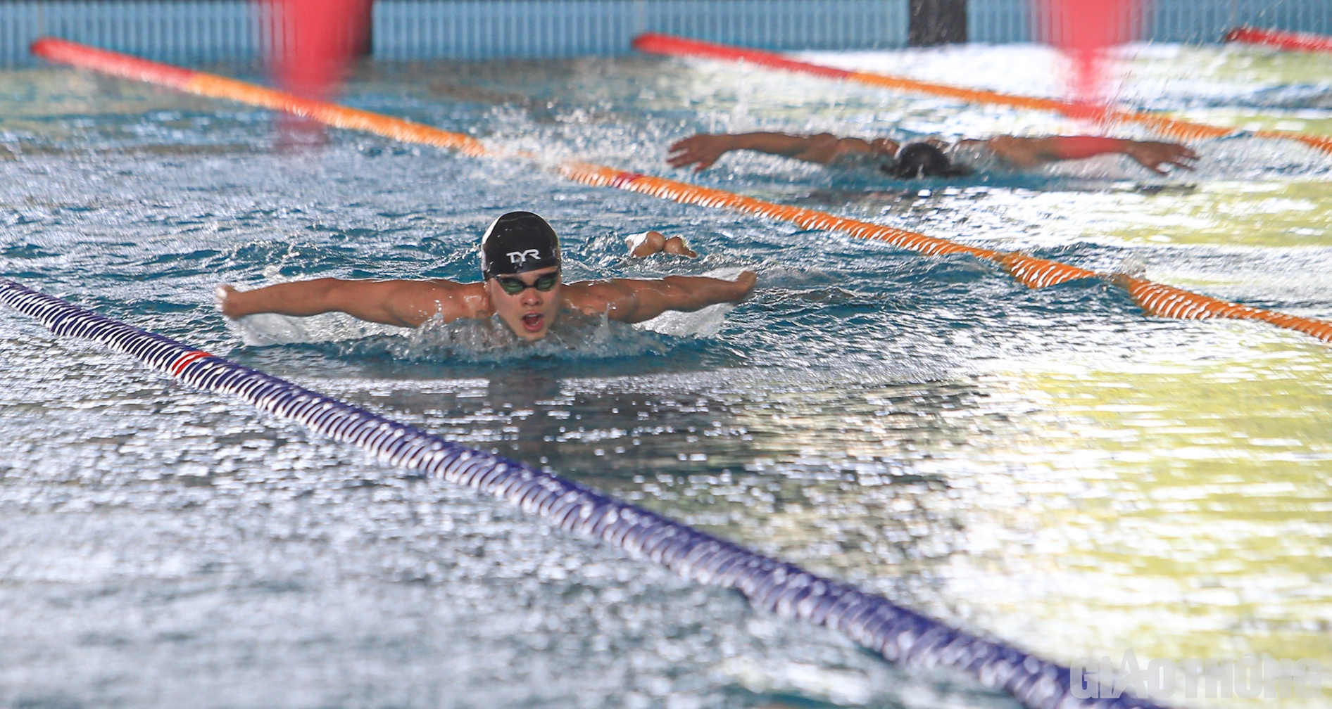 C&aacute;c k&igrave;nh ngư của đội tuyển bơi đều đang c&oacute; trạng th&aacute;i tinh thần, sức khỏe tốt.