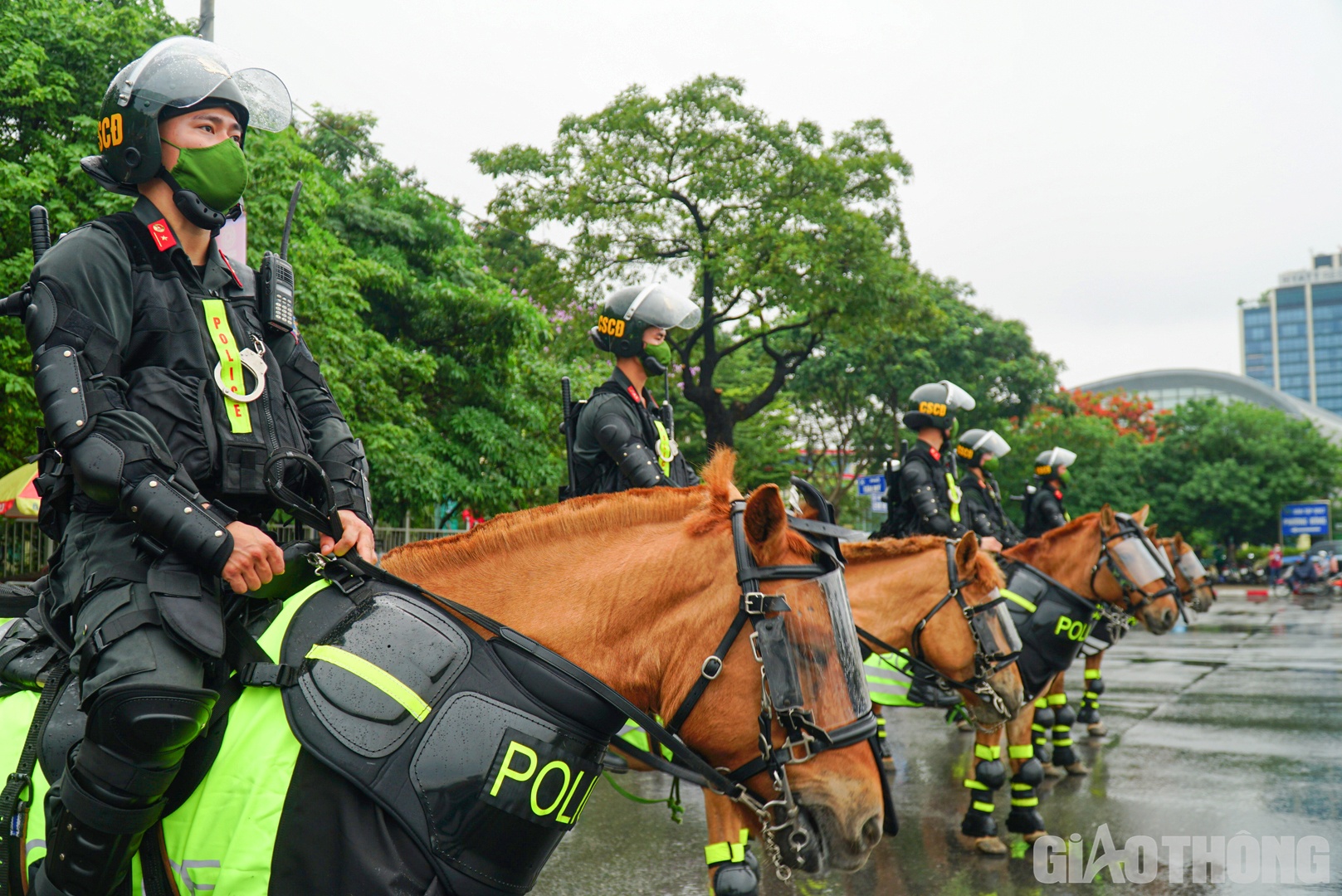 Những ch&uacute; ngựa của đo&agrave;n CSCĐ kỵ binh l&agrave; ngựa hoang d&atilde; nhưng đ&atilde; được thuần phục, dẫn dắt, hướng dẫn, huấn luyện dưới tay của c&aacute;c kỵ binh.