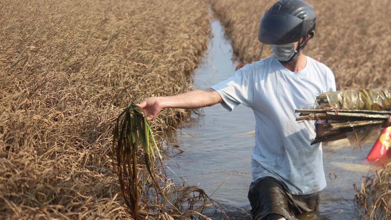 N&ocirc;ng d&acirc;n vựa l&uacute;a lớn nhất Quảng Trị ứa nước mắt sau đợt mưa lũ bất thường