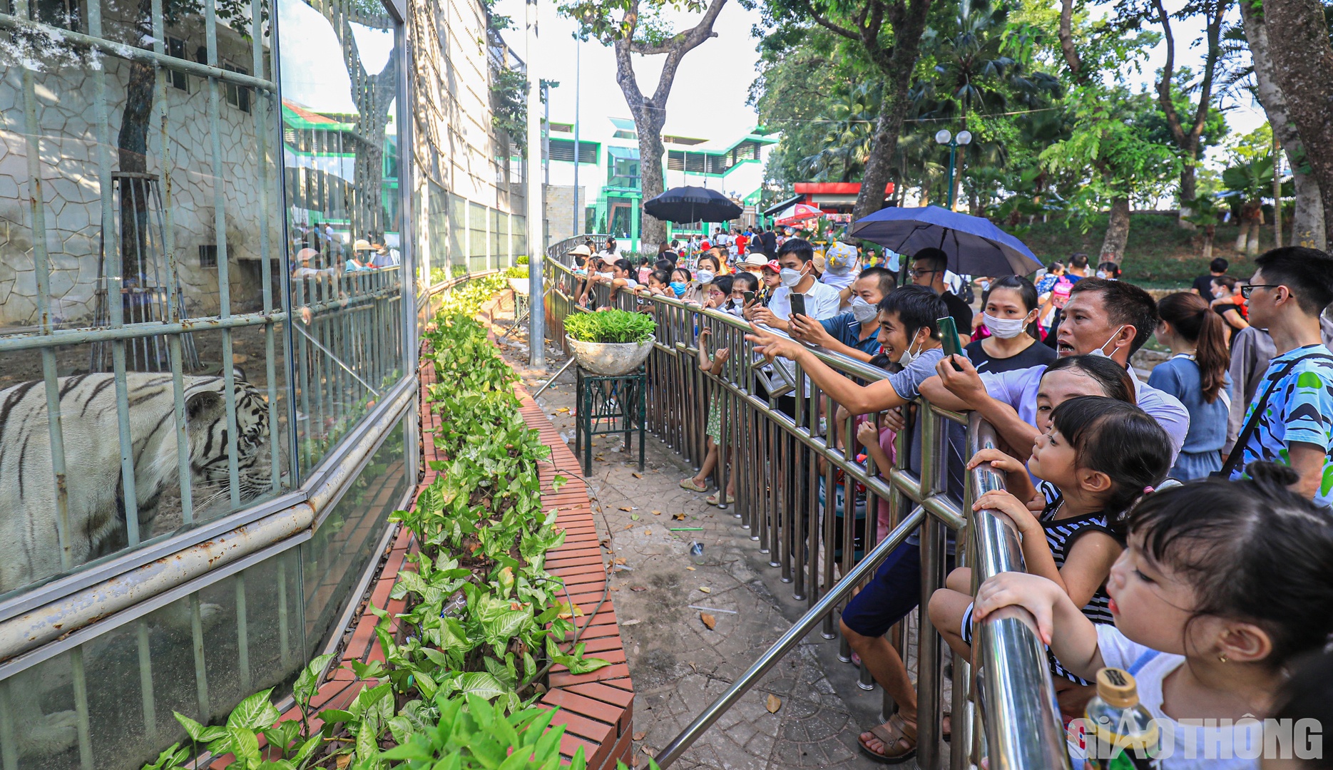 Điểm nu&ocirc;i nhốt hổ, h&agrave; m&atilde;, khỉ... lu&ocirc;n tập trung rất đ&ocirc;ng người đứng xem.