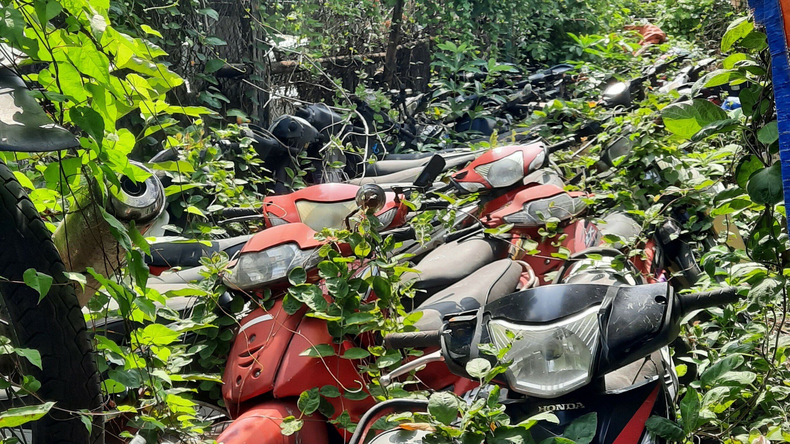 Người tr&ocirc;ng giữ xe cho biết, đa phần xe ở đ&acirc;y đ&atilde; nhiều năm. Rất nhiều xe bị c&acirc;y cỏ, c&acirc;y d&acirc;y leo quấn chằng chịt. Ph&oacute;ng vi&ecirc;n kh&aacute; bất ngờ v&igrave; kh&oacute; c&oacute; thể h&igrave;nh dung đ&acirc;y l&agrave; khu tr&ocirc;ng giữ xe vi phạm.