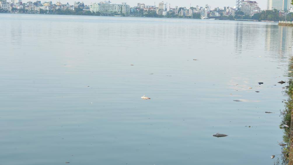 "T&ocirc;i kh&aacute; bất ngờ v&igrave; trước đ&acirc;y chỉ c&oacute; c&aacute; nhỏ v&agrave; c&aacute; r&ocirc; phi chết nổi l&ecirc;n mặt hồ, kh&ocirc;ng c&oacute; những loại c&aacute; to như thế n&agrave;y. Nh&agrave; t&ocirc;i ở gần đ&acirc;y, bị &aacute;m ảnh với m&ugrave;i c&aacute; chết cả tuần nay", anh Ph&uacute; - người d&acirc;n địa phương cho hay.