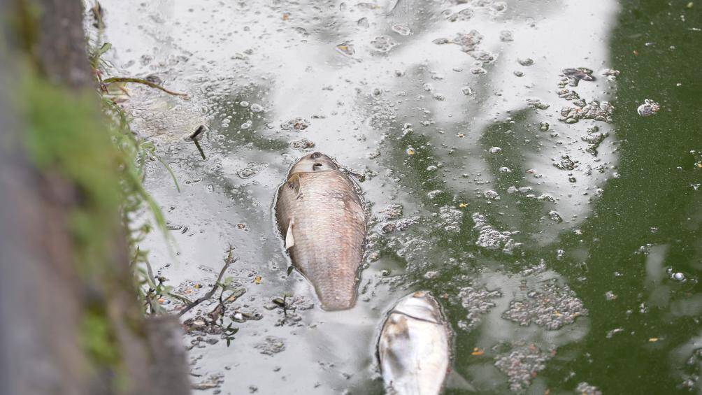 Trước đ&oacute; v&agrave;o năm 2016 v&agrave; 2018, tại Hồ T&acirc;y cũng từng xảy ra đợt c&aacute; chết rất nhiều. Ngay sau đ&oacute;, UBND TP. H&agrave; Nội đ&atilde; c&oacute; c&aacute;c giải ph&aacute;p bơm th&ecirc;m &ocirc;xy v&agrave;o nước hồ; mời c&aacute;c chuy&ecirc;n gia ph&acirc;n t&iacute;ch về chất lượng nước hồ T&acirc;y.