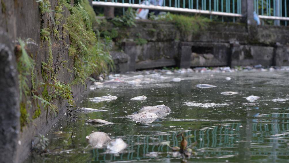 Theo người d&acirc;n địa phương, t&igrave;nh trạng c&aacute; chết diễn ra hơn 1 tuần nay. Tuy nhi&ecirc;n, kh&ocirc;ng c&oacute; người đến xử l&yacute; n&ecirc;n m&ugrave;i h&ocirc;i thối bốc l&ecirc;n mỗi l&uacute;c một nhiều.