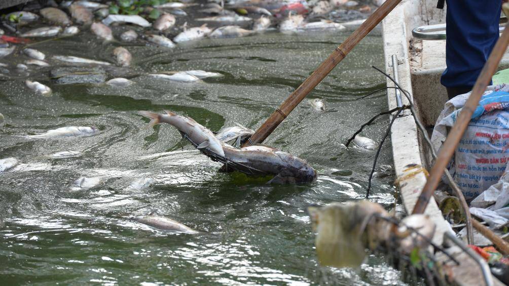 Theo &ocirc;ng Khuyến, t&igrave;nh trạng c&aacute; chết ở hồ T&acirc;y l&agrave; do thời tiết, ph&iacute;a c&ocirc;ng ty tho&aacute;t nước đang tập trung vớt những con c&aacute; chết tr&ecirc;n hồ T&acirc;y để c&oacute; thống k&ecirc; cụ thể.