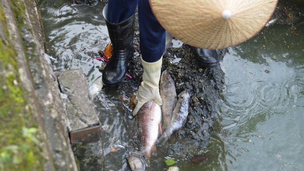 Một số con c&aacute; to bị mắc kẹt ở s&aacute;t bờ buộc c&ocirc;ng nh&acirc;n phải vớt bằng tay.