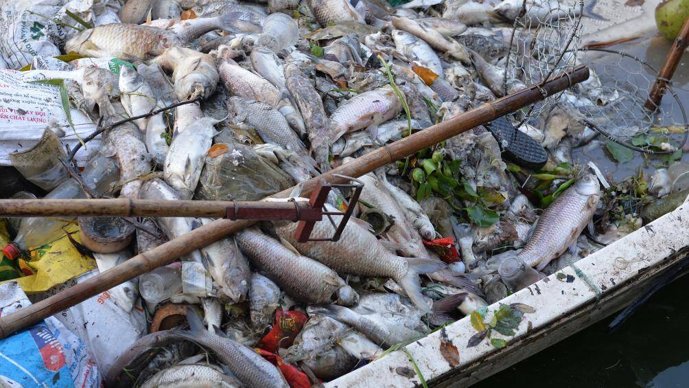 Chỉ trong khoảng hơn 1 tiếng đồng hồ, số lượng c&aacute; vớt được tại khu vực đầu phố Nguyễn Đ&igrave;nh Thi l&ecirc;n tới 60 - 70kg.