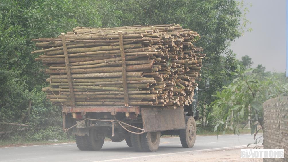 Những chiếc xe được chủ xe hạ thành thùng chất đầy gỗ keo từ các xã lân cận vô tư chạy trên tuyến đường mòn Hồ Chí Minh vào những khung giờ vắng lực lượng TTKS. Ảnh chụp ngày 31/10 trên tuyến đường mòn Hồ Chí Minh.