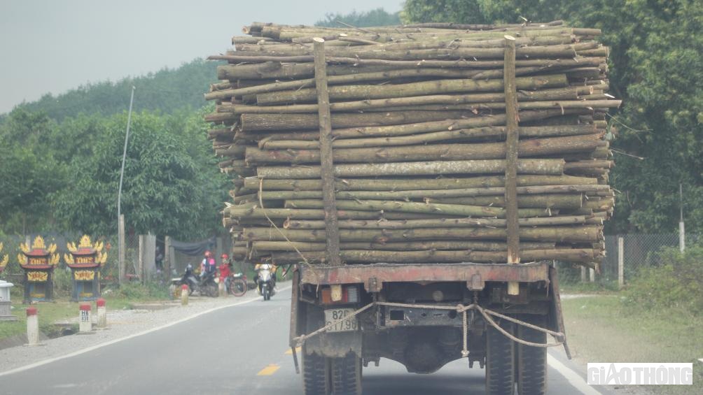 Đa phần những xe tải chở gỗ keo tràm được chằng buộc sơ sài không đảm bảo ATGT khi xảy ra sự cố.