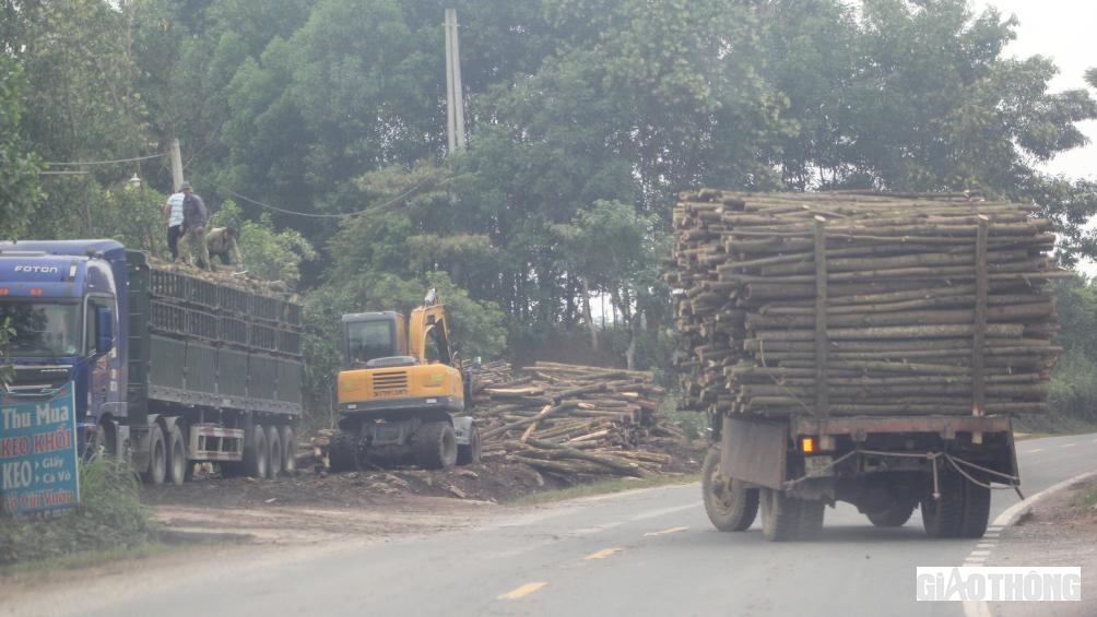 Đích đến những chuyến xe chở gỗ keo cồng kềnh trên tuyến đường mòn Hồ Chí Minh là các bãi tập kết thu mua gỗ keo nằm bên đường mòn Hồ Chí Minh.