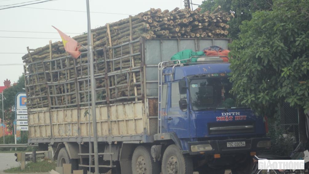 Chiếc xe tải chở gỗ keo nằm nép mình bên đường chờ "giờ vàng" để di chuyển.