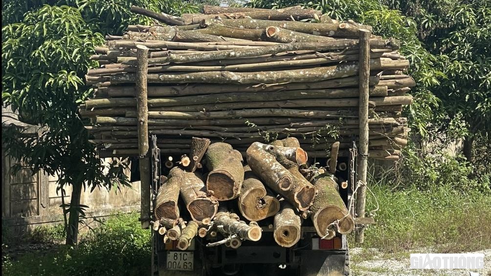 Cũng theo đội CSGT đường mòn Hồ Chí Minh, thời gian vừa qua, đội đã xử lý nhiều phương tiện chở gỗ keo, tràm không chấp hành pháp luật về ATGT. Cụ thể, 7 xe chở hàng quá chiều dài cho phép phạt 36.300.000 đồng; quá chiều rộng 5 xe, phạt 25.500.000 đồng; vi phạm chiều cao xử lý 13 phương tiện với số tiền phạt 127.500.000 đồng; chằng buộc không chắc chắn xử lý 9 trường hợp, phạt 6.300.000 đồng; tước GPLX 26 trường hợp; Tước kiểm định 1 trường hợp.