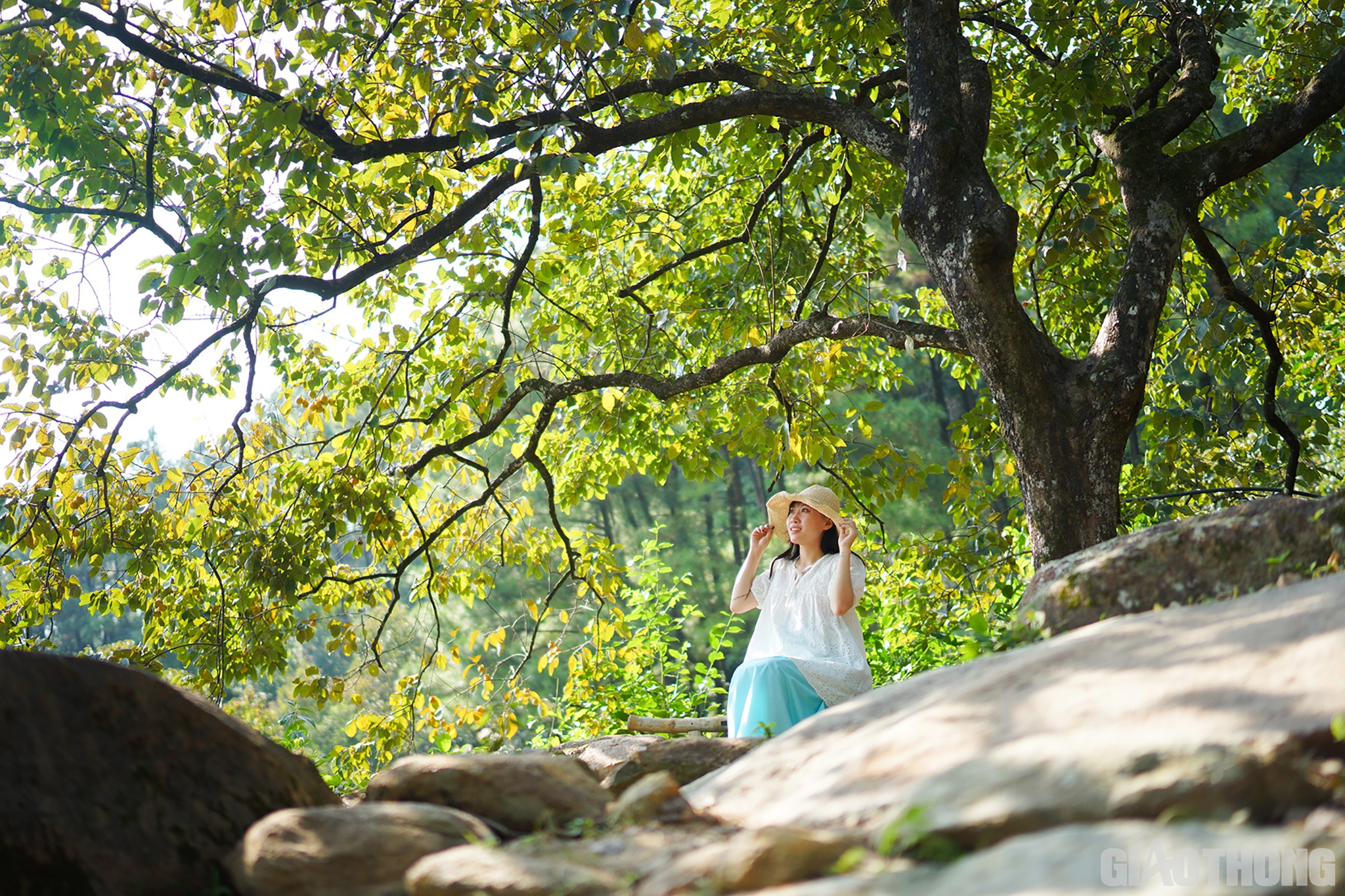 Ở đ&acirc;y ngo&agrave;i hồng, c&ograve;n c&oacute; khe suối, ch&egrave; v&agrave; h&agrave;ng trăm lo&agrave;i c&acirc;y ăn quả kh&aacute;c dưới t&aacute;n c&acirc;y hồng cổ. Vườn được chăm ch&uacute;t nhiều g&oacute;c chụp mới lạ với những trang phục độc đ&aacute;o ph&ugrave; hợp với m&ugrave;a hồng ch&iacute;n v&agrave;ng rực.