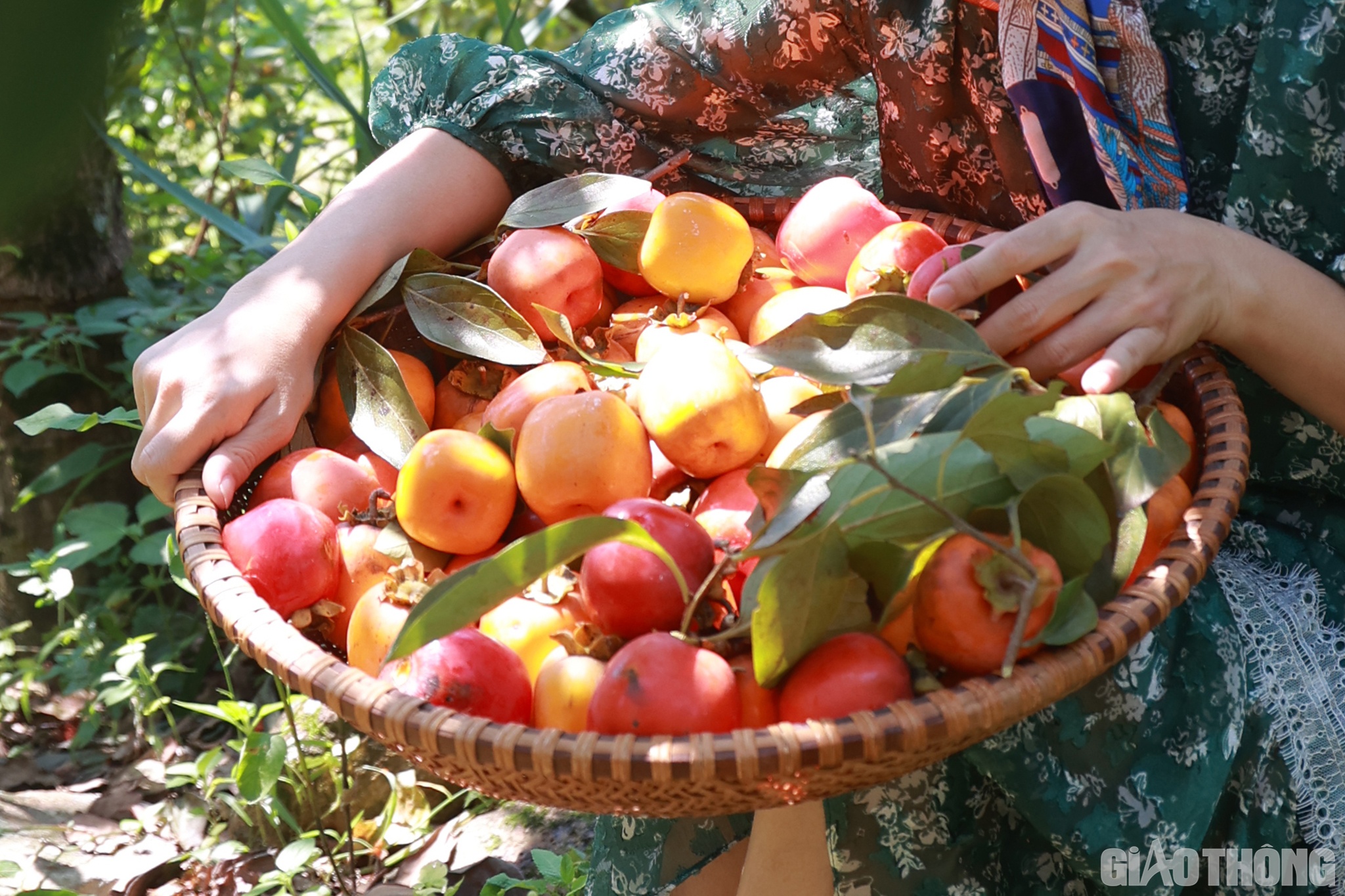 H&agrave;ng ng&agrave;y chủ vườn h&aacute;i sẵn c&aacute;c quả hồng đ&atilde; ch&iacute;n tr&ecirc;n c&acirc;y để trang tr&iacute;. Trong khi kh&aacute;ch tham quan được khuyến c&aacute;o kh&ocirc;ng được tự &yacute; h&aacute;i quả, bẻ c&agrave;nh v&agrave; giữ vệ sinh m&ocirc;i trường.