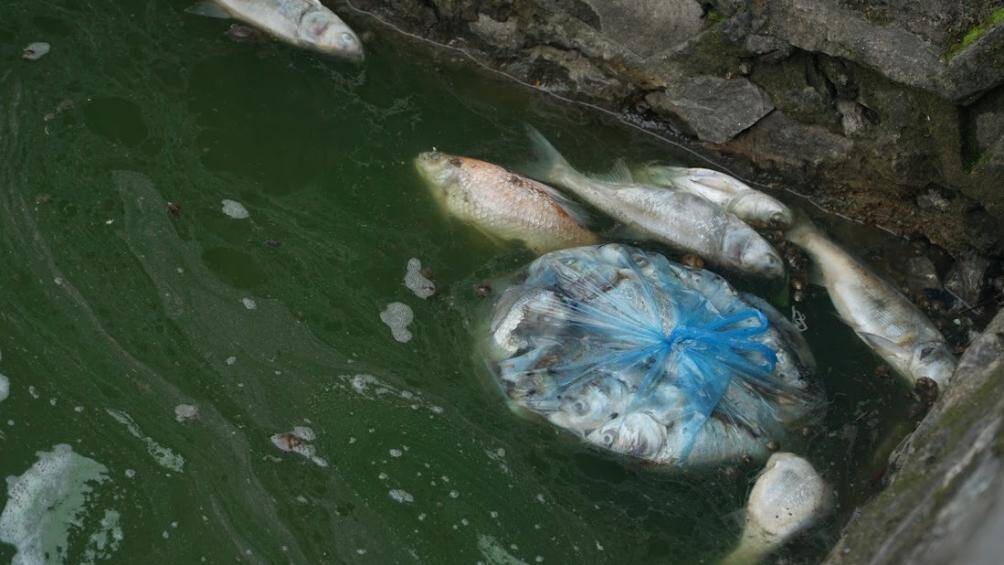 Một t&uacute;i c&aacute; chết được vứt xuống hồ.