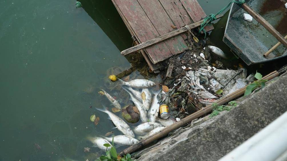 Qua theo d&otilde;i về c&ocirc;ng t&aacute;c duy tr&igrave;, vận h&agrave;nh mực nước hồ T&acirc;y phục vụ tho&aacute;t nước, hằng năm v&agrave;o khoảng c&aacute;c th&aacute;ng 9, 10 khi thời tiết giao m&ugrave;a thường xảy ra hiện tượng c&aacute; chết l&aacute;c đ&aacute;c tr&ecirc;n c&aacute;c hồ nội th&agrave;nh.
Ngo&agrave;i ra, chất lượng quan trắc nước hồ T&acirc;y cho thấy th&ocirc;ng số oxy h&ograve;a tan (DO) c&oacute; thay đổi li&ecirc;n tục.