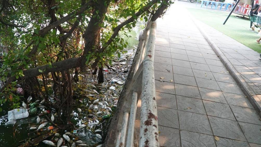 Ngo&agrave;i ra, ven bờ v&agrave; cả dưới nước hồ T&acirc;y cũng xuất hiện rất nhiều r&aacute;c g&acirc;y &ocirc; nhiễm.