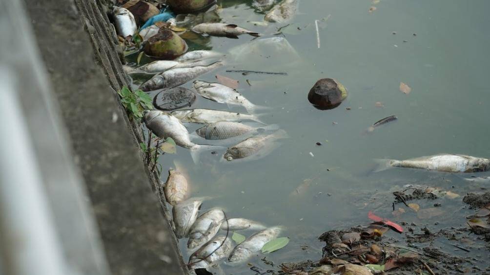 C&aacute; chết thường l&agrave; những loại c&aacute; m&egrave;, ch&eacute;p, r&ocirc; phi... c&oacute; trọng lượng l&ecirc;n tới 1 đến 2kg.