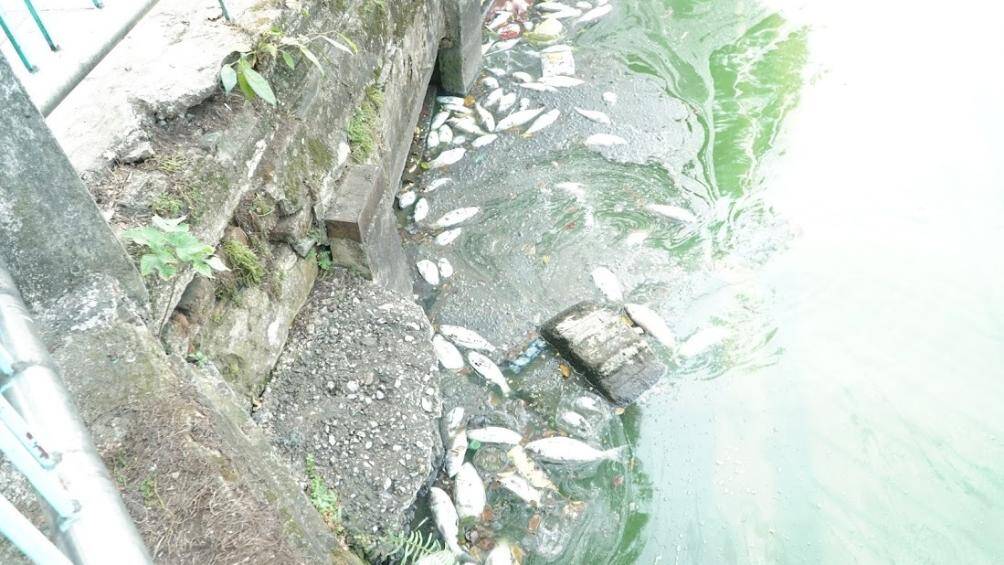 C&aacute; chết trắng, nổi lềnh bềnh, tr&ocirc;i dạt v&agrave;o bờ v&agrave; bốc m&ugrave;i h&ocirc;i thối khiến người d&acirc;n đi qua khu vực rất kh&oacute; chịu.