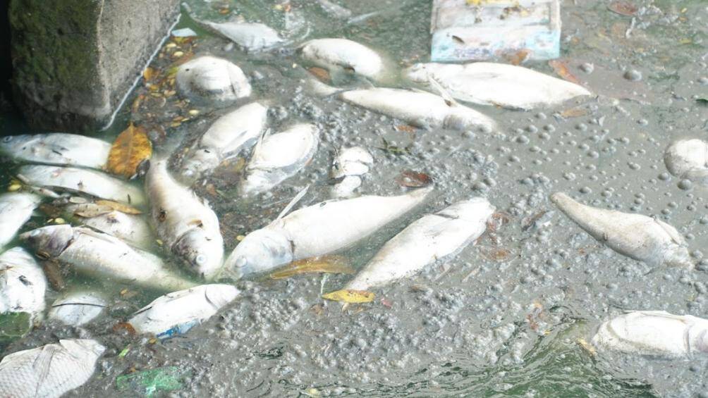 Theo người d&acirc;n cho biết, mặc d&ugrave; c&aacute; chết ở hồ T&acirc;y đ&atilde; được đơn vị tho&aacute;t nước vớt l&ecirc;n thuyền đưa đi xử l&yacute;, nhưng do c&aacute; chết li&ecirc;n tục n&ecirc;n kh&ocirc;ng thể xử l&yacute; được triệt để. Ảnh: C&aacute; chết nổi trắng ven hồ, nước hồ T&acirc;y nổi v&aacute;ng, sủi bọt.