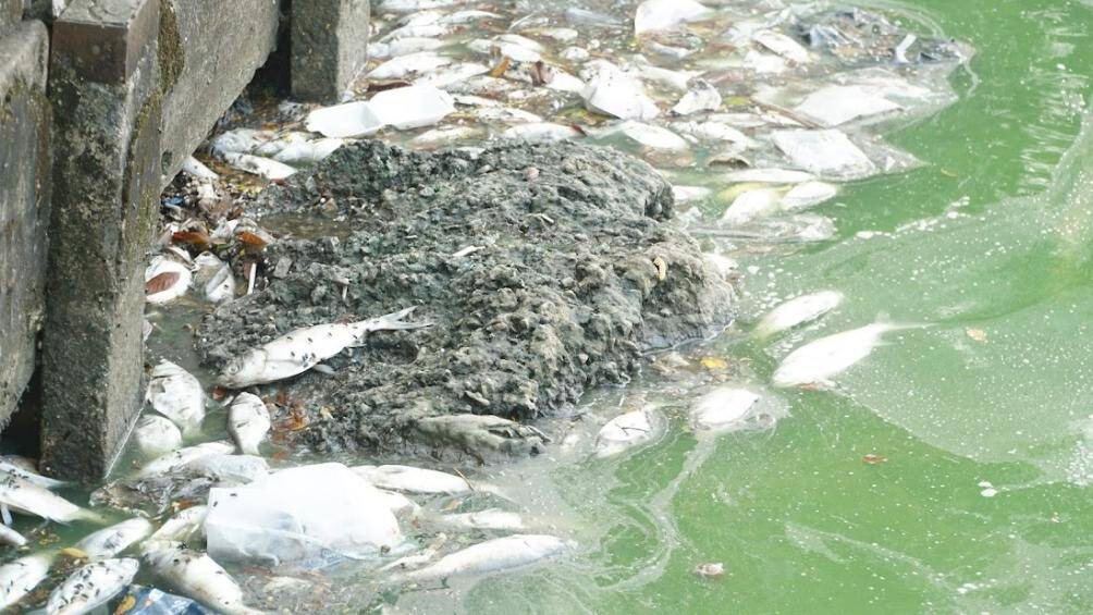 Trước t&igrave;nh trạng c&aacute; chết h&agrave;ng loạt ở Hồ T&acirc;y, Ph&oacute; chủ tịch UBND TP H&agrave; Nội Dương Đức Tuấn vừa y&ecirc;u cầu c&aacute;c sở, ng&agrave;nh v&agrave; ch&iacute;nh quyền địa phương khẩn trương chỉ đạo c&aacute;c đơn vị kiểm tra, x&aacute;c định nguy&ecirc;n nh&acirc;n, đề xuất giải ph&aacute;p.