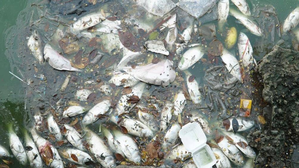 Theo ghi nhận của PV, tại hồ T&acirc;y đoạn qua tuyến đường Tr&iacute;ch S&agrave;i, Nguyễn Đ&igrave;nh Thi, Lạc Long Qu&acirc;n (T&acirc;y Hồ) lại xuất hiện t&igrave;nh trạng rất nhiều c&aacute; chết dạt v&agrave;o ven bờ.