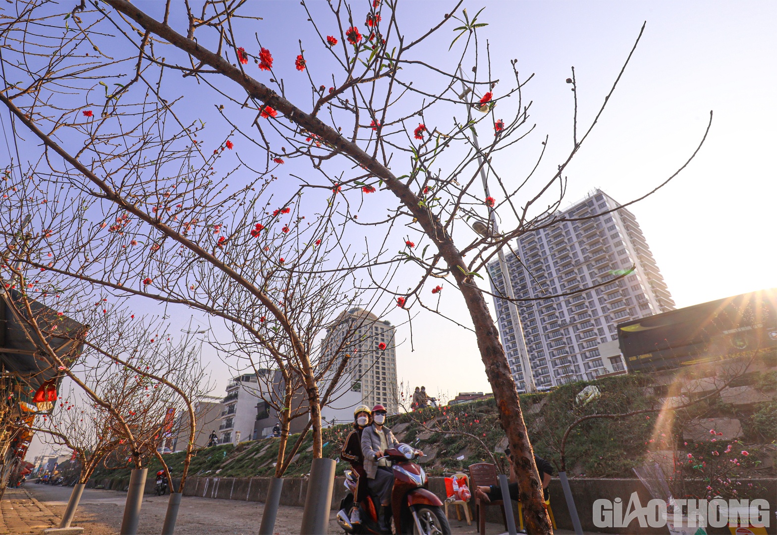 C&ograve;n hơn một th&aacute;ng nữa mới đến Tết Nguy&ecirc;n Đ&aacute;n Qu&yacute; M&atilde;o 2023 nhưng tại chợ hoa Quảng An (H&agrave; Nội) đ&atilde; bắt đầu b&agrave;y b&aacute;n những c&agrave;nh đ&agrave;o nở hoa sớm.