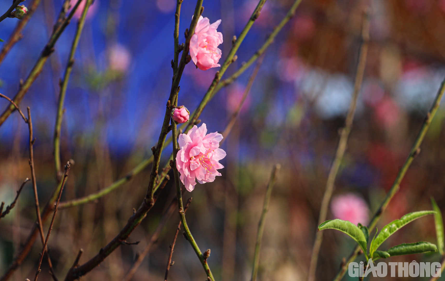 Đ&agrave;o phai, đ&agrave;o b&iacute;ch l&agrave; những loại hoa quen thuộc với người d&acirc;n Thủ đ&ocirc;.