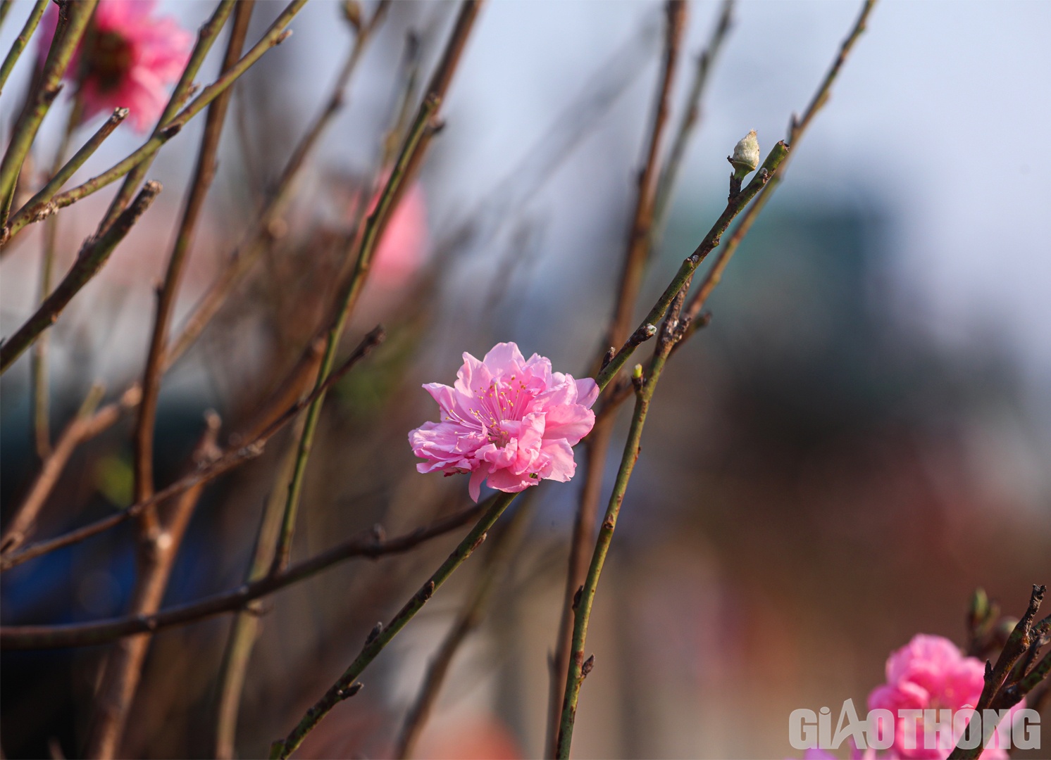 C&aacute;nh đ&agrave;o khoe sắc trong nắng chiều cuối năm.