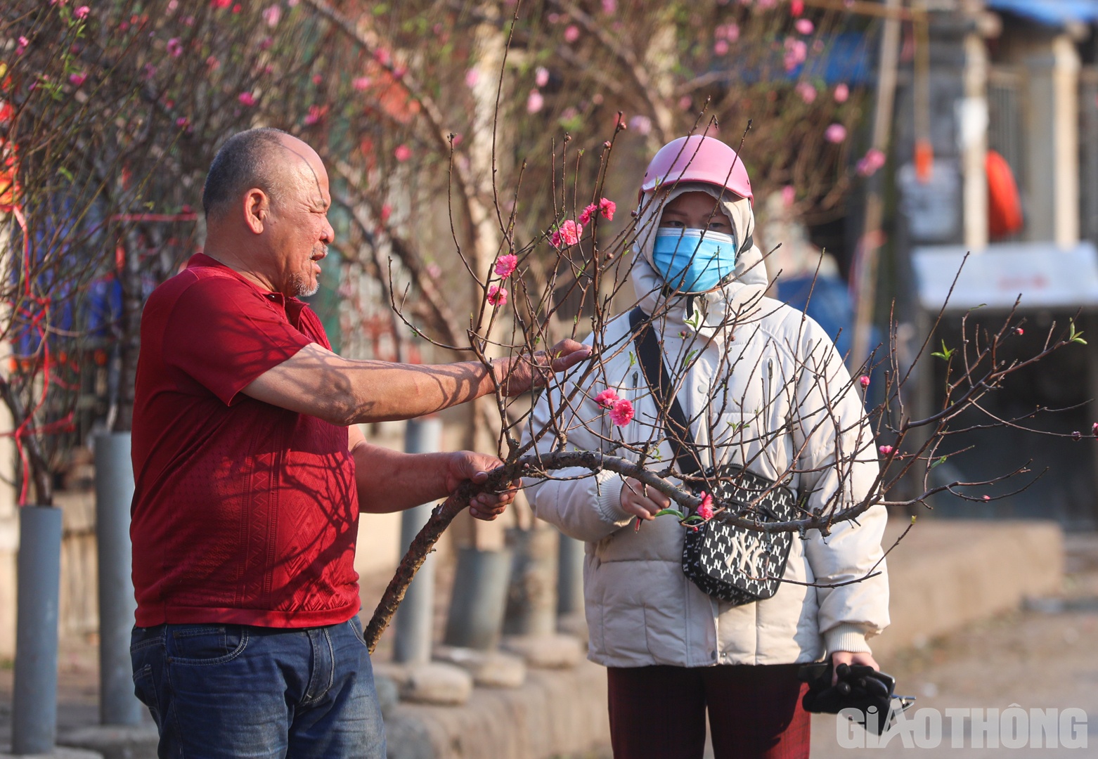 Biết chợ Quảng An c&oacute; b&aacute;n đ&agrave;o nở sớm, chị Ng&ocirc; Thị Sang (quận Bắc Từ Li&ecirc;m) liền t&igrave;m tới mua để tặng người th&acirc;n vừa ở nước ngo&agrave;i về.