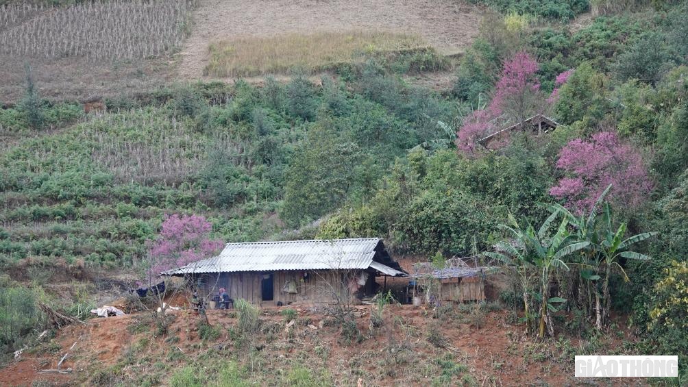 Sức sống của loài hoa tớ dày trở nên mãnh liệt như chính những người dân nơi đây. Mặc dù hoa tớ dày phân bố tự nhiên và mọc ở các điểm như Nậm Khắt, Púng Luông, Dế Zu Phình, hay tận Lao Chải, dọc theo suối Nậm Kim, nhưng mật độ hoa tự nhiên mọc ở trên đỉnh Trống Páo Sang, của xã La Pán Tẩn nhiều hơn cả.