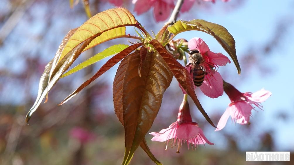 Những cánh hoa tớ dày nở thì báo hiệu mùa xuân đang về gõ cửa từng ngôi nhà ở vùng cao Mù Cang Chải (Yên Bái).