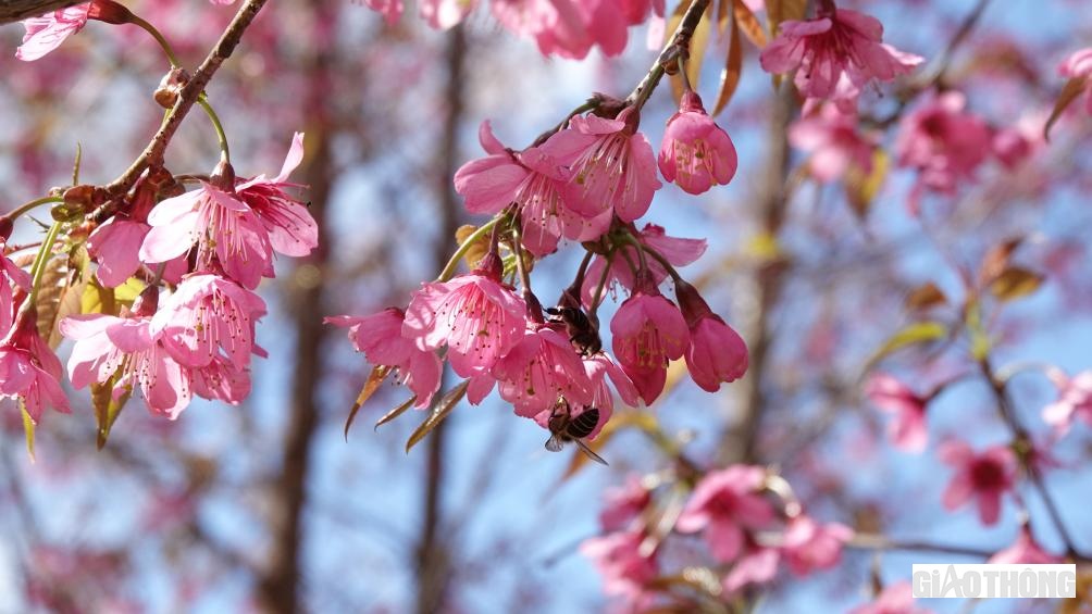 Những chú ong chập chờn tìm mật ở những bông hoa tớ dầy.