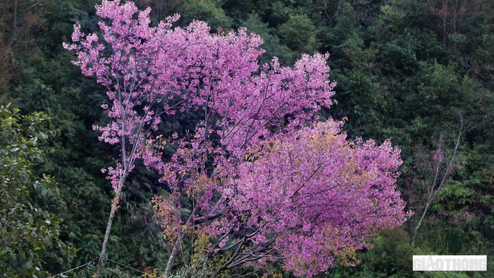 Những cây hoa tớ dày khoe sắc bên những triền đồi ngọn núi cũng là lúc nàng xuân đang được đánh thức.