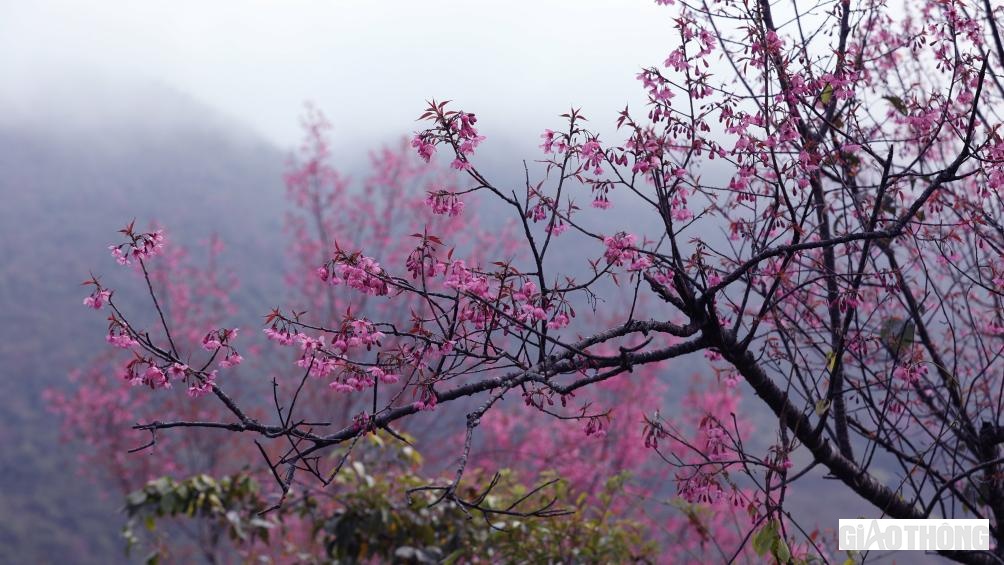 Hoa tớ dày có màu sắc đỏ và thắm hơn hoa đào ở vùng xuôi.