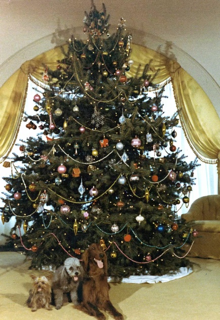 Theo Whitehousehistory, đ&egrave;n điện bắt đầu được sử dụng để thắp s&aacute;ng c&acirc;y th&ocirc;ng Gi&aacute;ng sinh tại Nh&agrave; Trắng v&agrave;o năm 1894 dưới thời cố Tổng thống Grover Cleveland. Nh&agrave; Trắng bắt đầu lắp hệ thống điện v&agrave;o 3 năm trước đ&oacute;. Trong ảnh l&agrave; c&acirc;y Gi&aacute;ng sinh tại Nh&agrave; Trắng dưới thời cố Tổng thống Richard Nixon. Ảnh - People