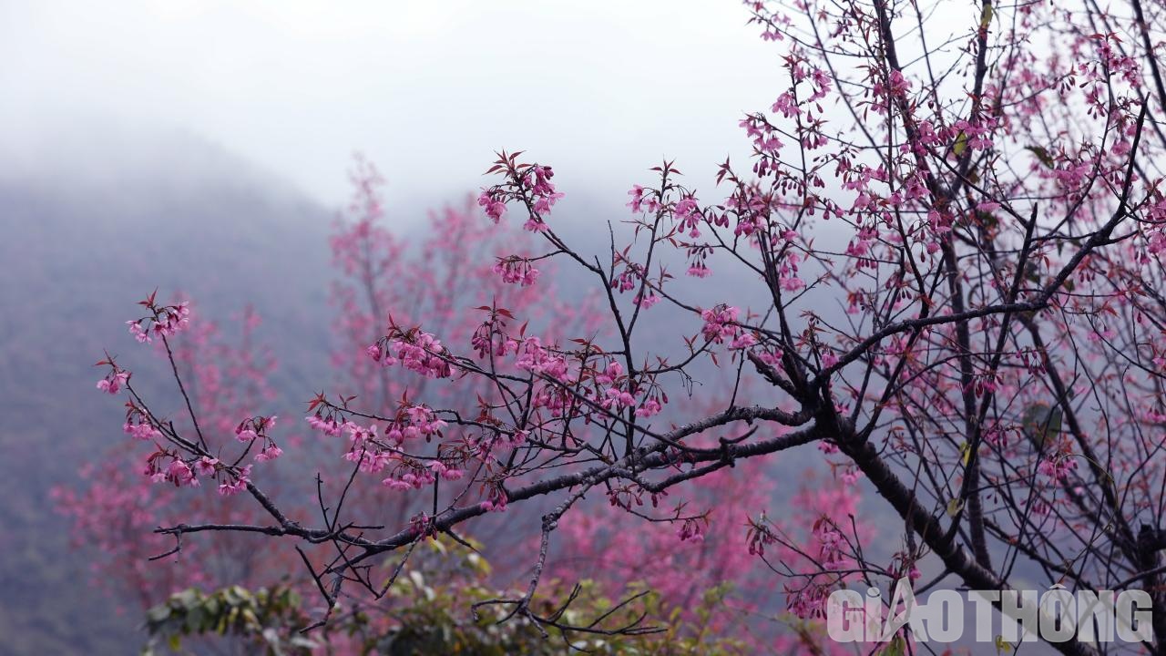 Lung linh sắc hoa tớ d&agrave;y ở Y&ecirc;n B&aacute;i trước ng&agrave;y khai hội