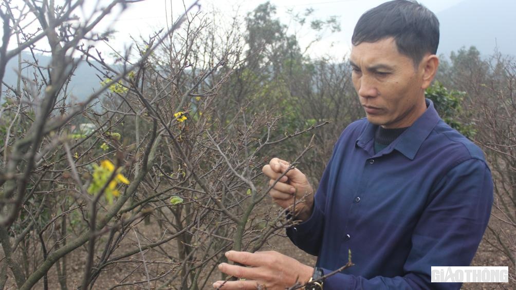 Anh Nguyễn Viết Xu&acirc;n (46 tuổi, một trong những hộ d&acirc;n trồng mai v&agrave;ng năm c&aacute;nh lớn ở th&ocirc;n T&acirc;n Th&agrave;nh, x&atilde; Kỳ Nam) cho biết, to&agrave;n bộ vườn của gia đ&igrave;nh hiện c&oacute; khoảng 500 gốc. Năm ngo&aacute;i, thời tiết thuận lợi, gia đ&igrave;nh anh b&aacute;n được gi&aacute; thu về khoảng 400 triệu đồng, năm nay thời tiết thất thường, gi&aacute; r&eacute;t k&eacute;o d&agrave;i n&ecirc;n thu nhập giảm nhiều.