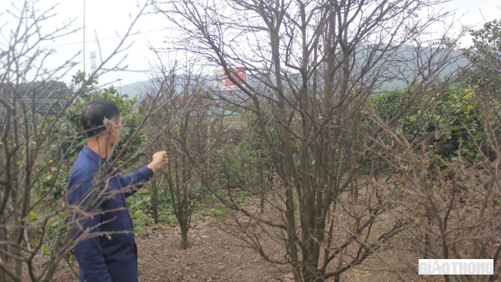 Gần 400 gốc c&acirc;y mai của gia đ&igrave;nh anh Xu&acirc;n do ảnh hưởng gi&aacute; r&eacute;t n&ecirc;n chậm ra hoa.