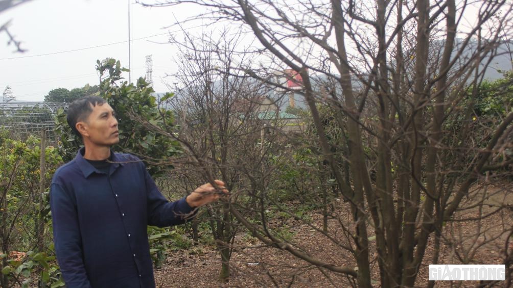 Tết Nguy&ecirc;n đ&aacute;n Qu&yacute; M&atilde;o 2023 sắp đến. Tuy nhi&ecirc;n, h&agrave;ng chục hộ d&acirc;n chuy&ecirc;n trồng mai v&agrave;ng năm c&aacute;nh phục vụ Tết ở x&atilde; Kỳ Nam, thị x&atilde; Kỳ Anh, tỉnh H&agrave; Tĩnh lại đang thấp thỏm lo lắng, v&igrave; vụ m&ugrave;a năm nay nguy cơ bị thất thu nặng nề do mai k&eacute;m hiệu quả v&agrave; tạo nụ, nở hoa kh&ocirc;ng đồng đều sau ảnh hưởng của c&aacute;c đợt mưa, gi&aacute; r&eacute;t k&eacute;o d&agrave;i.