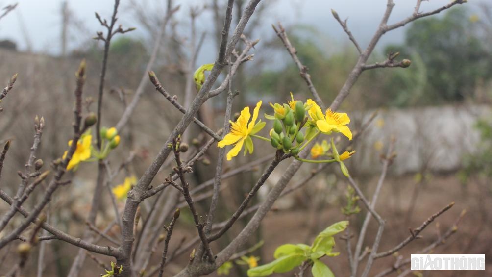C&oacute; những c&acirc;y mai bung nở sớm hơn so với dự kiến của c&aacute;c nh&agrave; vườn.