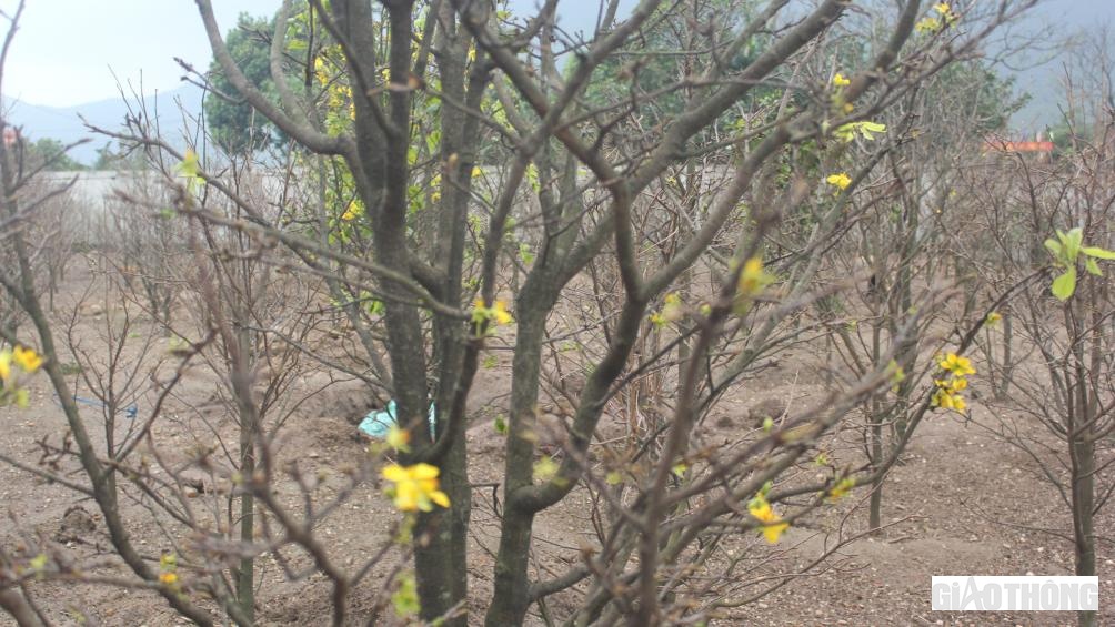 Theo l&atilde;nh đạo UBND x&atilde; Kỳ Nam cho biết, tr&ecirc;n địa b&agrave;n to&agrave;n x&atilde; hiện c&oacute; h&agrave;ng trăm hộ d&acirc;n trồng c&acirc;y mai v&agrave;ng năm c&aacute;nh, trong đ&oacute; c&oacute; khoảng 50 hộ d&acirc;n trồng từ 100 c&acirc;y trở l&ecirc;n, hộ trồng nhiều nhất tr&ecirc;n 500 c&acirc;y. Nhiều năm trước, người d&acirc;n c&oacute; nguồn thu nhập cao từ tiền b&aacute;n mai Tết với thu nhập từ h&agrave;ng chục đến h&agrave;ng trăm triệu đồng.