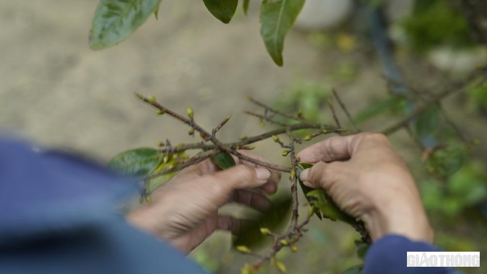 D&ugrave; được c&aacute;c nh&agrave; vườn, chăm s&oacute;c kỹ lưỡng để đưa ra thị trường nhưng chất lượng những c&acirc;y mai năm nay kh&ocirc;ng được như &yacute;.