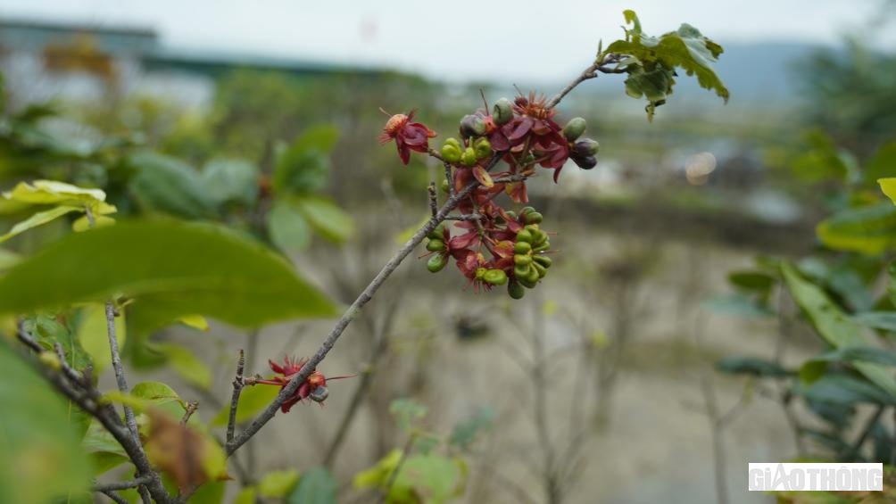 Một số c&acirc;y mai tại c&aacute;c nh&agrave; vườn kh&aacute;c do nở sớm n&ecirc;n bắt đầu rơi rụng c&aacute;nh hoa.