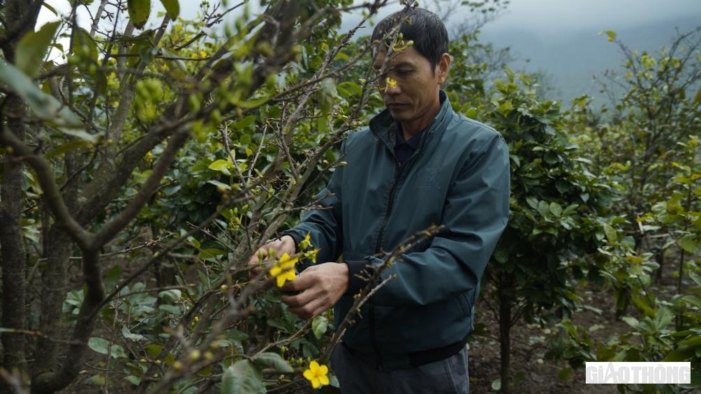 Thời gian tới nếu thời tiết kh&ocirc;ng mưa, c&aacute;c nh&agrave; vườn c&oacute; thể tưới th&ecirc;m ph&acirc;n k&iacute;ch th&iacute;ch để mai đ&acirc;m nụ, ra hoa phục vụ Tết.