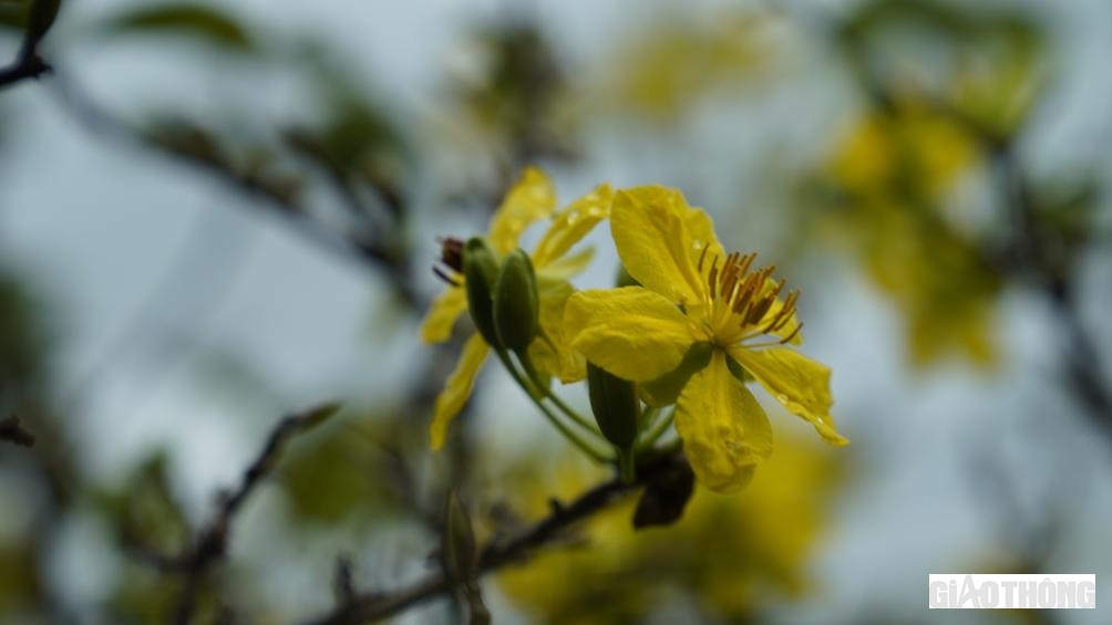 Trước đ&acirc;y c&acirc;y mai ở đ&acirc;y ho&agrave;n to&agrave;n tự nhi&ecirc;n được đ&agrave;o từ tr&ecirc;n rừng n&uacute;i về trồng, sau n&agrave;y người d&acirc;n tự ươm trồng được. Từ chỗ một v&agrave;i hộ d&acirc;n trồng tự ph&aacute;t, chủ yếu phục vụ gia đ&igrave;nh l&agrave;m cảnh trong mấy ng&agrave;y Tết, những năm gần đ&acirc;y, mai v&agrave;ng đ&atilde; trở th&agrave;nh c&acirc;y trồng g&oacute;p phần x&oacute;a đ&oacute;i, giảm ngh&egrave;o v&agrave; l&agrave;m gi&agrave;u cho nhiều hộ d&acirc;n.