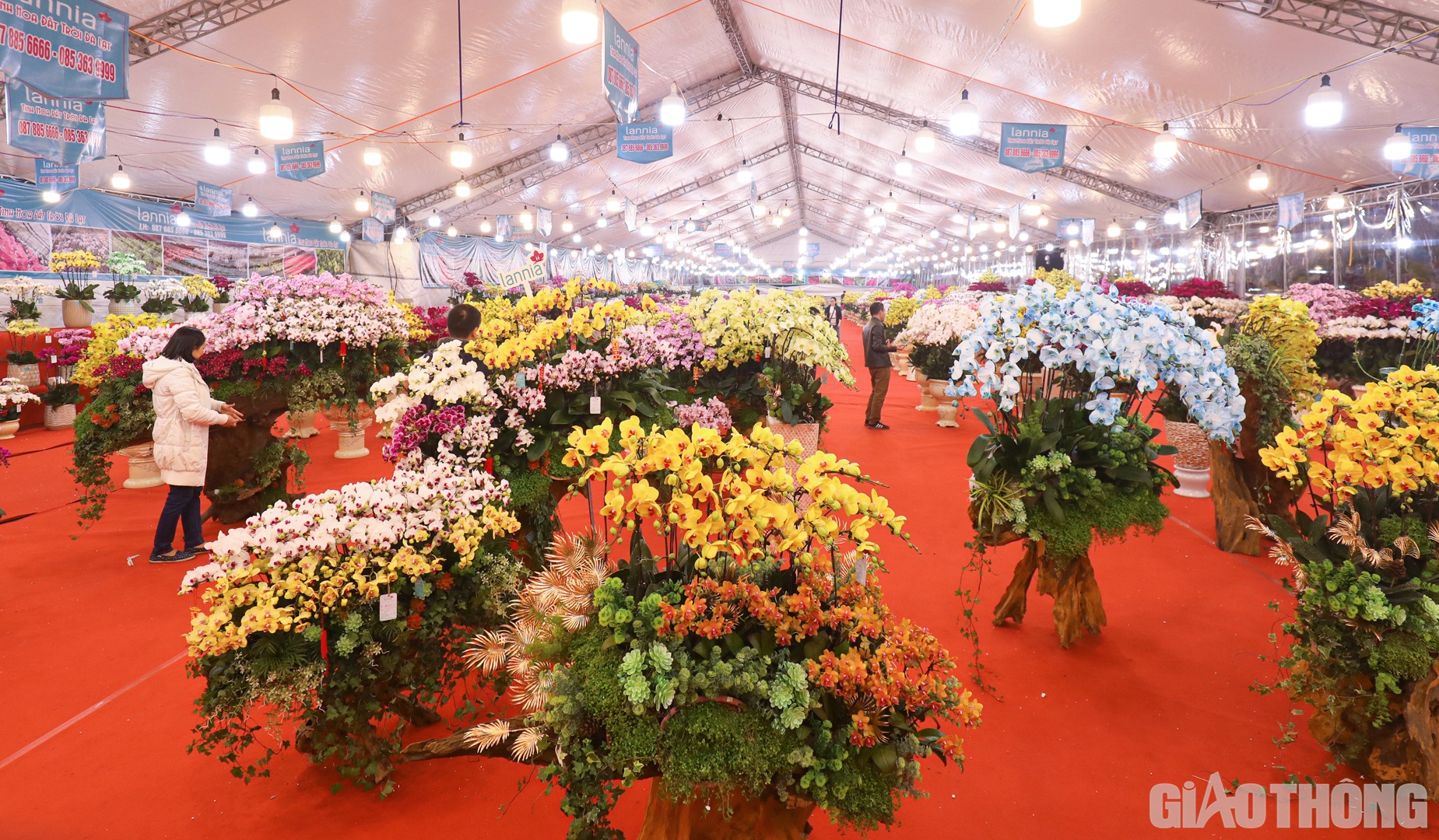 Tết Nguy&ecirc;n đ&aacute;n Qu&yacute; M&atilde;o 2023 đ&atilde; cận kề n&ecirc;n thời điểm n&agrave;y, thị trường hoa, c&acirc;y cảnh đ&atilde; rất nhộn nhịp.