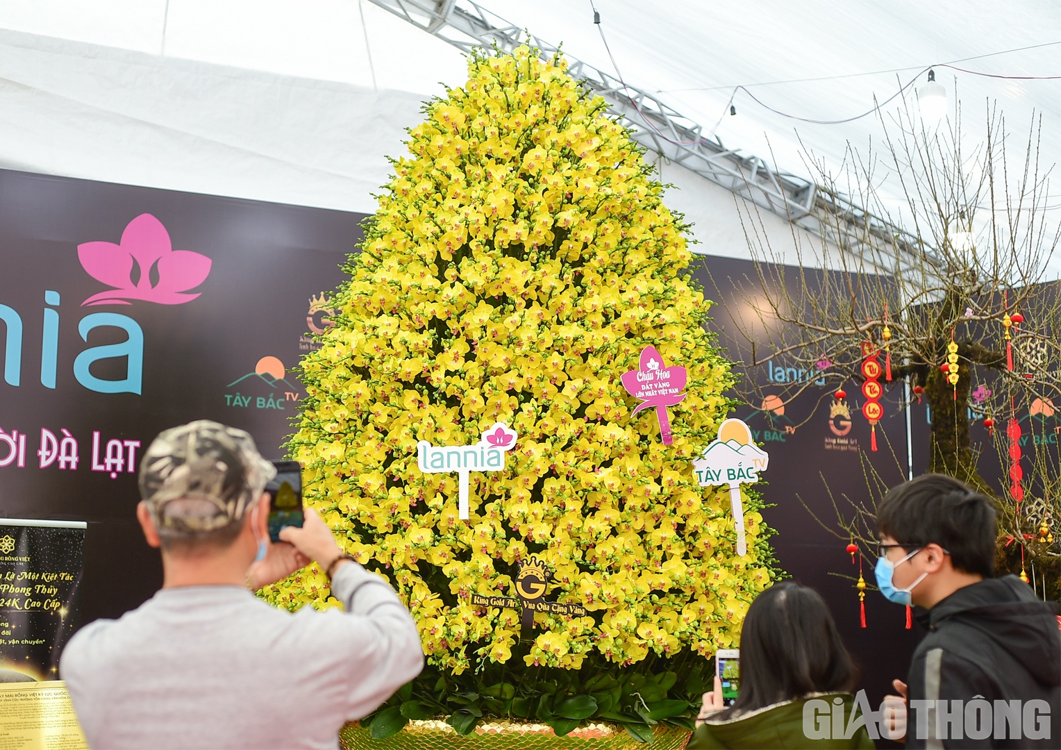 Anh Ng&ocirc; Ho&agrave;ng Nghiệp, chủ nh&acirc;n của chậu lan cho biết, sản phẩm n&agrave;y được gh&eacute;p từ 3.668 c&agrave;nh hoa lan hồ điệp Đ&agrave; Lạt với chiều cao gần 7 m&eacute;t, đường k&iacute;nh gần 3 m&eacute;t v&agrave; đặt tr&ecirc;n chậu khảm trai vảy rồng, d&aacute;t v&agrave;ng.