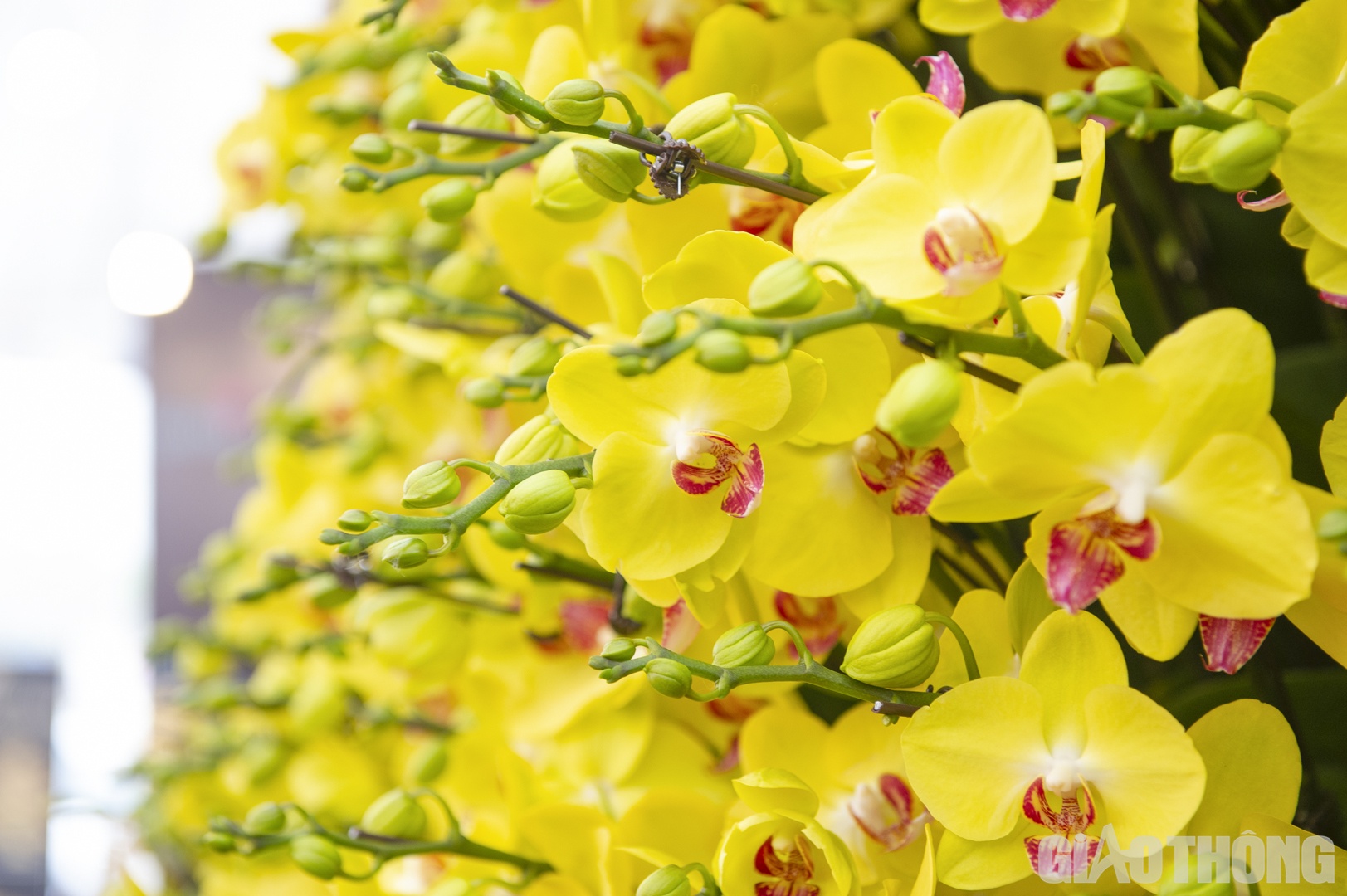 Cũng theo anh Nghiệp, để ho&agrave;n thiện t&aacute;c phẩm n&agrave;y phải cần tới 10 người thợ li&ecirc;n tục cắm, tỉa, xếp c&agrave;nh trong 2 ng&agrave;y 2 đ&ecirc;m.