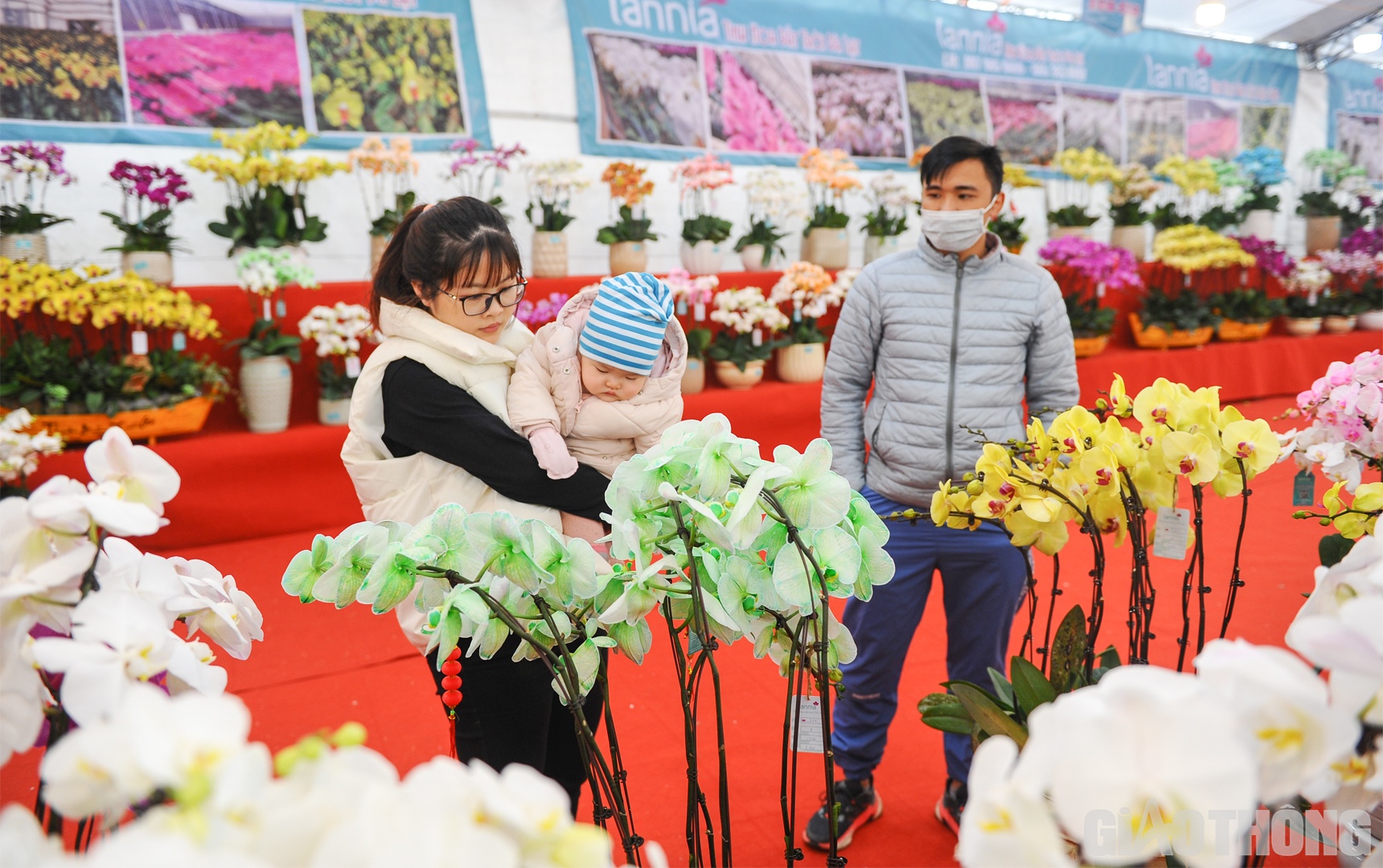 C&ugrave;ng gia đ&igrave;nh đi mua hoa lan hồ điệp để l&agrave;m qu&agrave; tặng cho người th&acirc;n, anh Phạm Văn Dũng (quận Nam Từ Li&ecirc;m, H&agrave; Nội) chia sẻ: &ldquo;Mặc d&ugrave; gi&aacute; th&agrave;nh của hoa lan hồ điệp kh&ocirc;ng hề rẻ nhưng b&ugrave; lại chất lượng v&agrave; chơi được l&acirc;u".